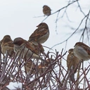 Gdzie to ćwierkanie?