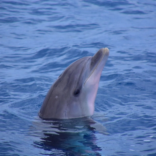 Wyspy Zielonego Przylądka
