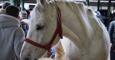 Targi końskie w Skaryszewie