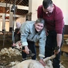 Podhale. Uczyli się strzyc owce