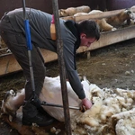 Kiedy owca "idzie" do... fryzjera 