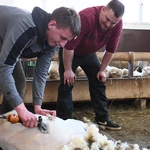 Kiedy owca "idzie" do... fryzjera 