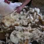 Kiedy owca "idzie" do... fryzjera 