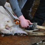 Kiedy owca "idzie" do... fryzjera 