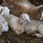 Kiedy owca "idzie" do... fryzjera 