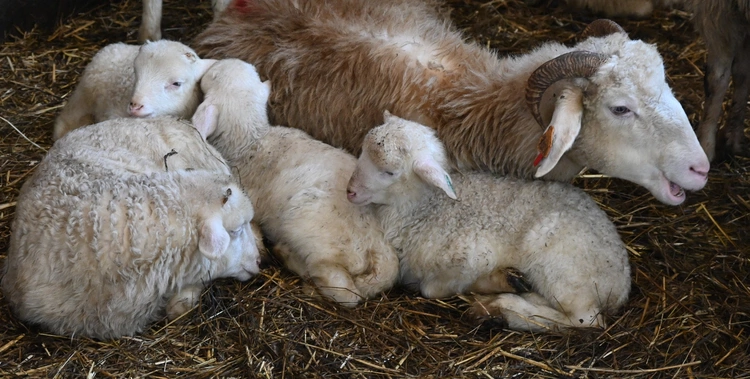 Kiedy owca "idzie" do... fryzjera 