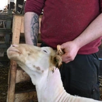 Kiedy owca "idzie" do... fryzjera 