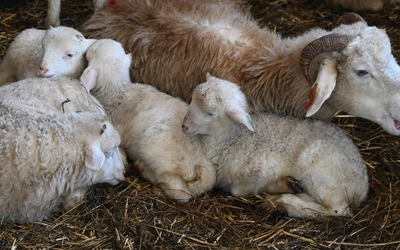 Kiedy owca "idzie" do... fryzjera 