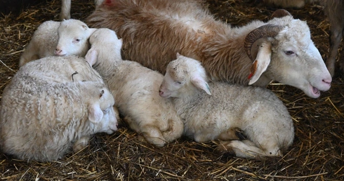 Kiedy owca "idzie" do... fryzjera 