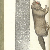 Częściowo wodny, niegdyś postny ssak.