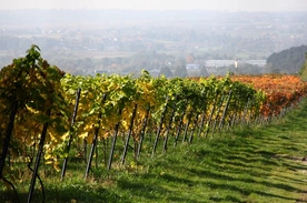 Idźcie do winnicy