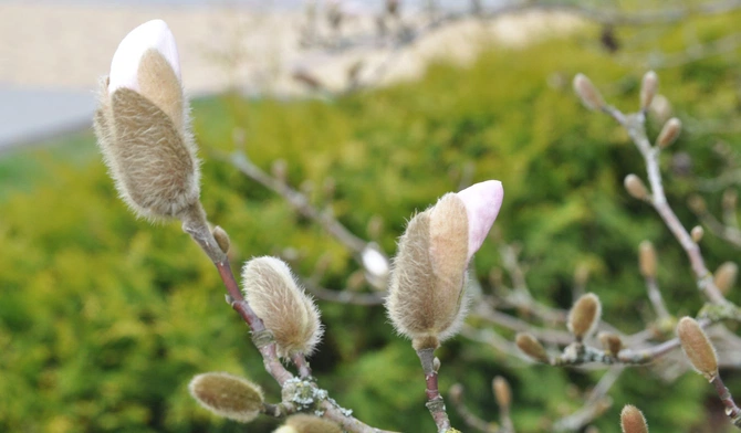Spotkania z przyrodą: Świt wiosny