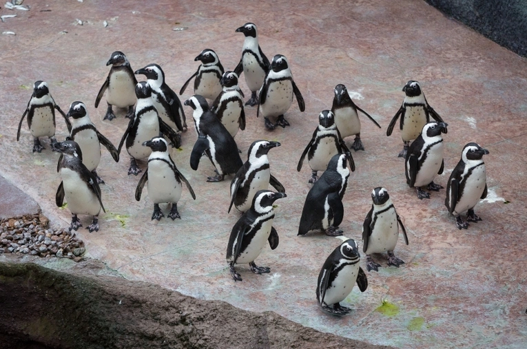 Zdjęcie ilustracyjne.