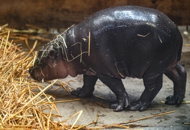 W gdańskim zoo urodziła się samiczka hipopotamka karłowatego