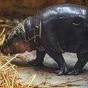 W gdańskim zoo urodziła się samiczka hipopotamka karłowatego
