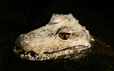 Skamieniałe jaja krokodylomorfów z Sao Paulo mają ponad 80 mln lat