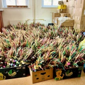 1500 palm wielkanocnych