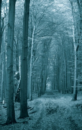 „Urwany ślad” – świetny reportaż o zaginionych w amerykańskich parkach narodowych i żałobie, która nie może się zakończyć 