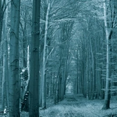 „Urwany ślad” – świetny reportaż o zaginionych w amerykańskich parkach narodowych i żałobie, która nie może się zakończyć 