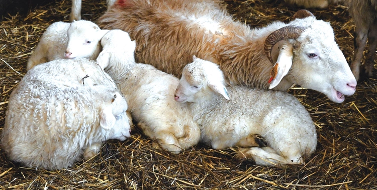 Stada dwa, trzy razy w roku pozbywają się swojej wełny. 