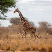 Choroby tropikalne coraz częściej w Europie