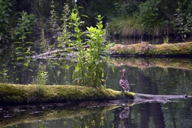 Tomaszów Mazowiecki