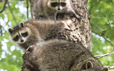 Groźne słodziaki. Jak powstrzymać inwazję na nasz kraj szopów praczy?