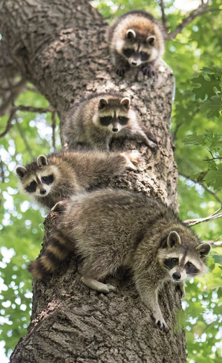 Szopy nie tylko świetnie się wspinają, ale też nieźle pływają. Potrafią spowodować spustoszenie wśród drobnych i średnich zwierząt. 