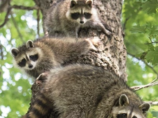 Groźne słodziaki. Jak powstrzymać inwazję na nasz kraj szopów praczy?