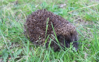 Serce natury. Gdy wiosna budzi świat 