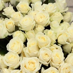 Róża dla Jezusa 2026