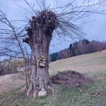 Świętość wpisana w naturę