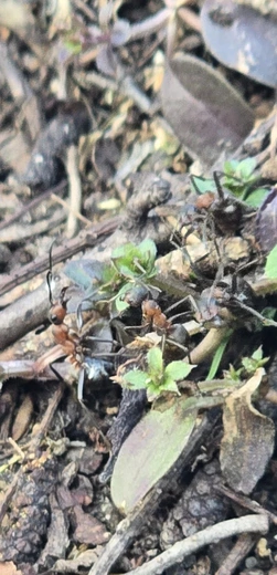 Zaufanie