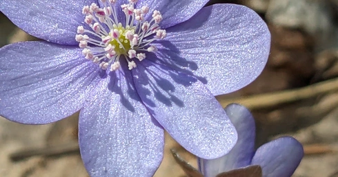 Wszystko ma swój czas…