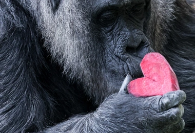 Fatou – najstarsza gorylica na świecie