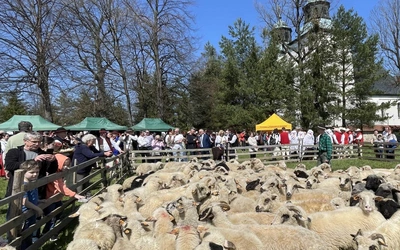 Owce podczas wiosennego redyku w Rychwałdzie goszczą już po raz kolejny.