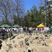Owce podczas wiosennego redyku w Rychwałdzie goszczą już po raz kolejny.