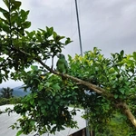 Misja Agnieszki Pydyn w Arequipie (Peru)