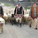 Kiedy owce idą na hale,towarzyszą im również owczarki podhalańskie 