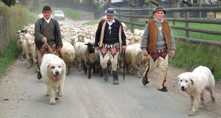 Kiedy owce idą na hale,towarzyszą im również owczarki podhalańskie 