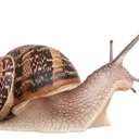 Zwierzę ma tylko jedną nogę i porusza się za pomocą skurczy mięśni. Śluz do przodu poprawia poślizg, a do tyłu działa jak klej, więc mięczak nie ześlizguje się, idąc chociażby po pionowej szybie