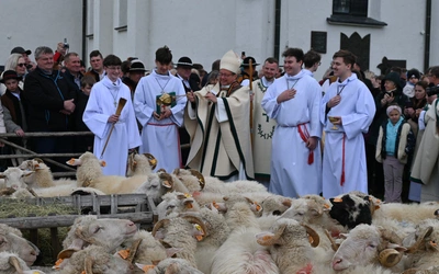 Kierdel poświęciony, czas na wypas