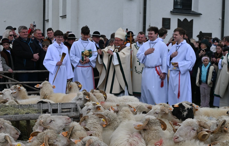 Kierdel poświęciony, czas na wypas