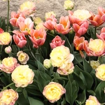 Wiosna w Ogrodzie Botanicznym