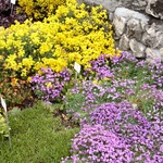Wiosna w Ogrodzie Botanicznym