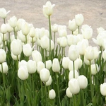Wiosna w Ogrodzie Botanicznym