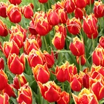 Wiosna w Ogrodzie Botanicznym