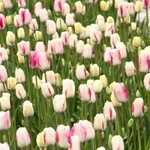 Wiosna w Ogrodzie Botanicznym
