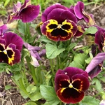 Wiosna w Ogrodzie Botanicznym