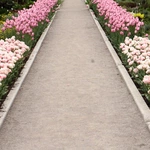 Wiosna w Ogrodzie Botanicznym